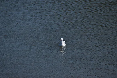 Hausmittel gegen akute Halsschmerzen bei Kindern richtig anwenden 2026